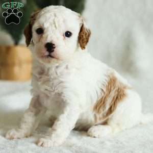 Wynn F1B, Cavapoo Puppy